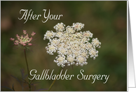 Gallbladder Surgery, Queen Anne’s Lace card