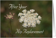 Hip Replacement, Queen Anne’s Lace card