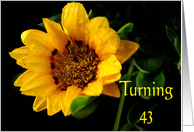 43rd Birthday, yellow Gazania card