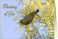 Thinking of you, bird on yellow flowers card