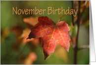 November Birthday, bright fall leaf card