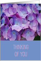 Thinking of You, beautiful Hyacinth blooms card