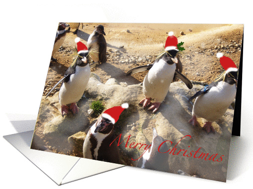 Penguins Christmas card (856143)