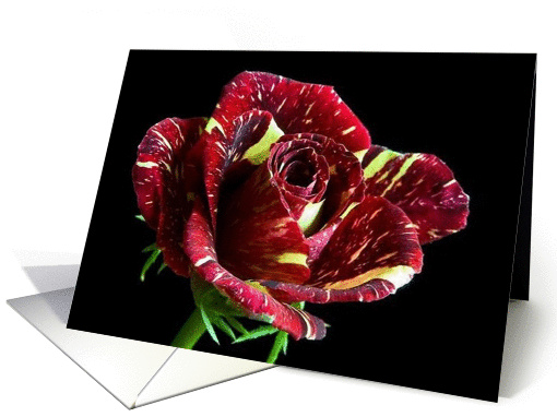 Candy Cane Rose card (305745)