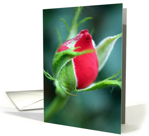 A Red Rosebud card (309993)