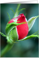 A Red Rosebud card