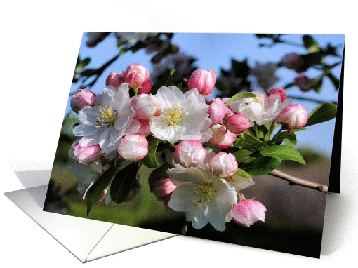 Awesome Spring Blossoms Flower Photo Blank Note card (277175)