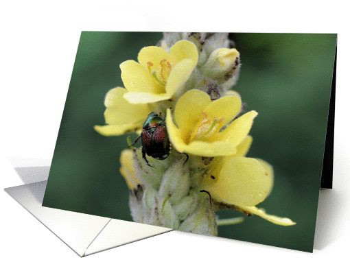 Beetle On Mullein Flower Photo Blank Note card (277956)