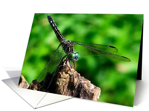 Dragonfly Up Close Nature Photo Blank Note card (278795)