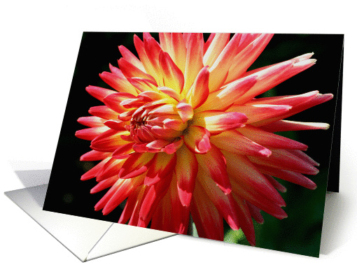 Vibrant Red Dahlia Flower Photo Blank Note card (278855)