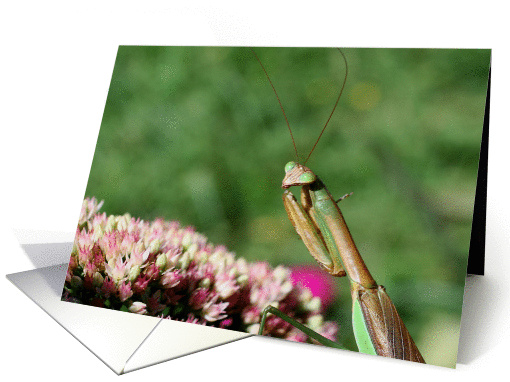 Praying Mantis Up Close Nature Photo Blank Note card (279906)