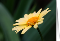 Yellow Daisy Flower Photo Blank Note Card