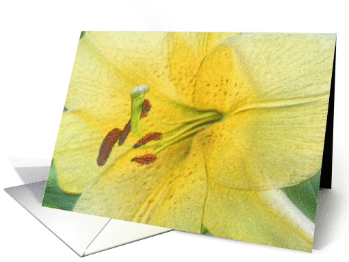 Yellow Lily Digital Art Pencil Flower Photo Blank Note card (327430)