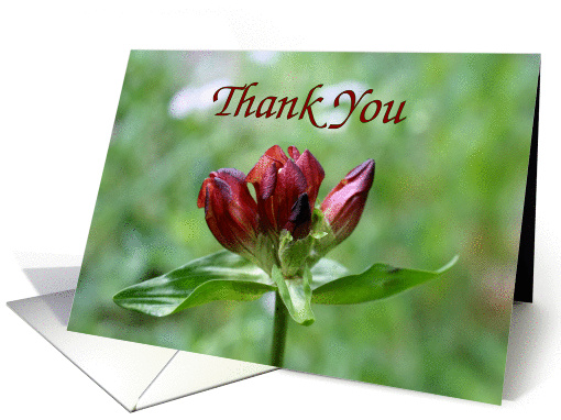 Macro Red Gentian Flower In Bloom Thank You card (890106)