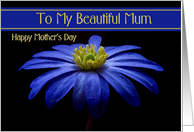 Mum / Happy Mother’s Day - Painted Blue Daisy card