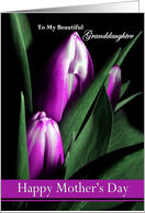 Granddaughter / Happy Mother’s Day - Painted Purple Tulips card