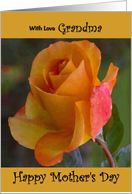 Grandma / Mother’s Day - Yellow Painted Rose card