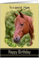 Son Birthday - General - Digital Oil Painted Brown Horse card