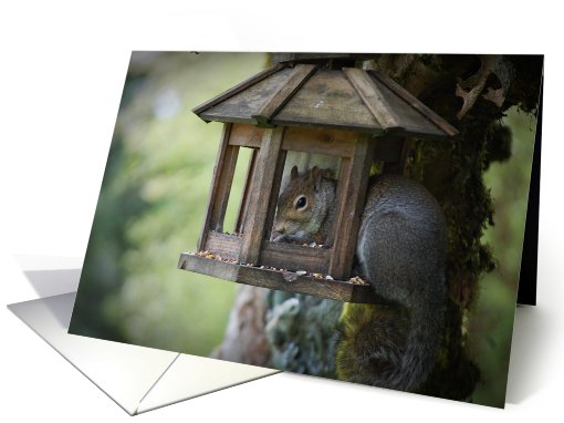Squirrel In Bird Feeder  card (625749)