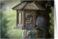 Squirrel In Bird Feeder Card