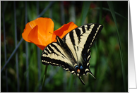 Swallowtailed Buttlerfly And Orange California Poppy Collections Card