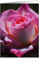 Pink Rose Collections Blank Note Card