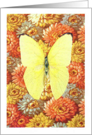 Butterfly Touch of Sun Card