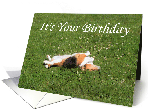 Funny Beagle Birthday card (280442)