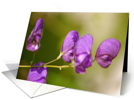 Pretty Purple card (283969)