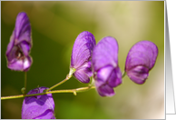 Pretty Purple card