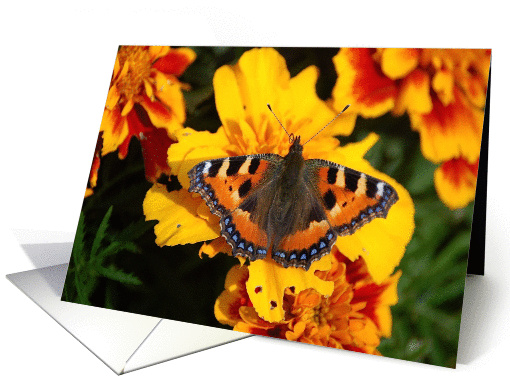Wings Of Gold Thank You card (286052)