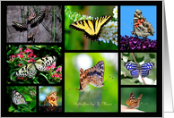 Butterfly Collage Various Species card