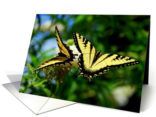 Two Swallowtail Butterflies - Yellow and Black card (679944)
