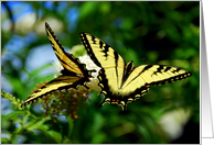Two Swallowtail Butterflies - Yellow and Black card