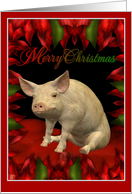 Merry Christmas - Pig, Hog card