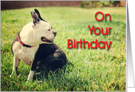 Boston Terrier Birthday card