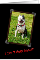 Grinning Boston Terrier Birthday card