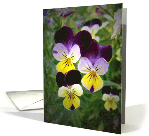 Violas Get Well Soon card (309637)