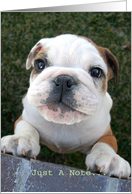 Curious Bulldog Puppy card