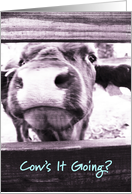 Cow’s It Going? card