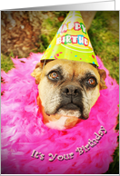 Never Too Old To Party, dog in party hat card