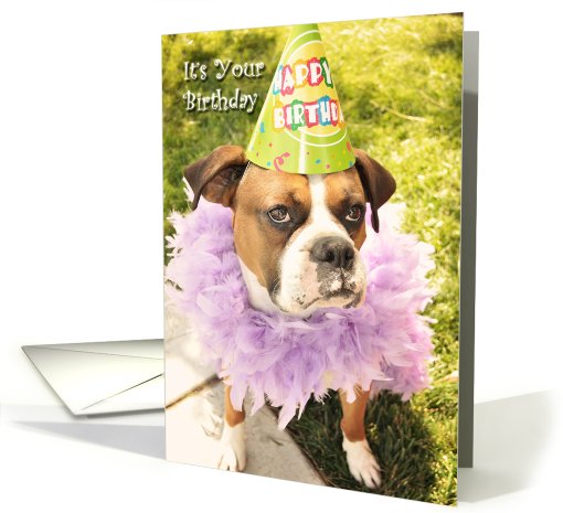 Party Animal Boxer, in party hat card (620894)