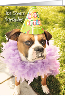 Party Animal Boxer, in party hat card