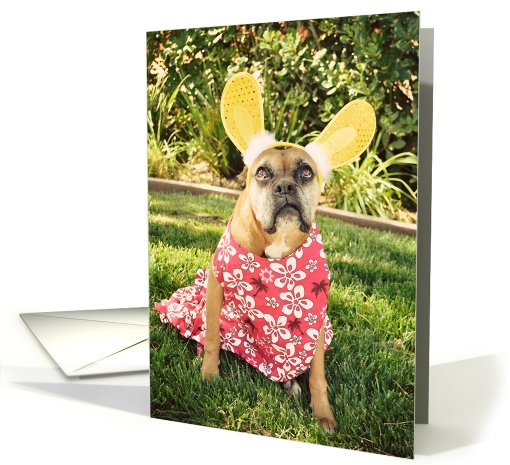 Easter, Boxer with Bunny Ears, Hawaiian card (638141)