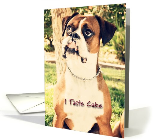 Birthday, Boxer Tastes Cake card (640420)