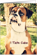 Birthday, Boxer Tastes Cake card