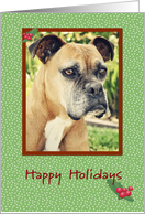 Boxer Happy Holidays card
