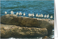 Gulf Shore Birds Lined Up With Anticipation - Welcome to the Family card