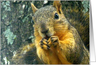 Squirrels - Enjoying The Harvest card