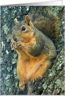 Squirrels - Seriously Snacking card
